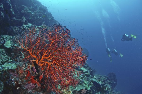 Best locations for scuba diving in Asia - Tripatlas