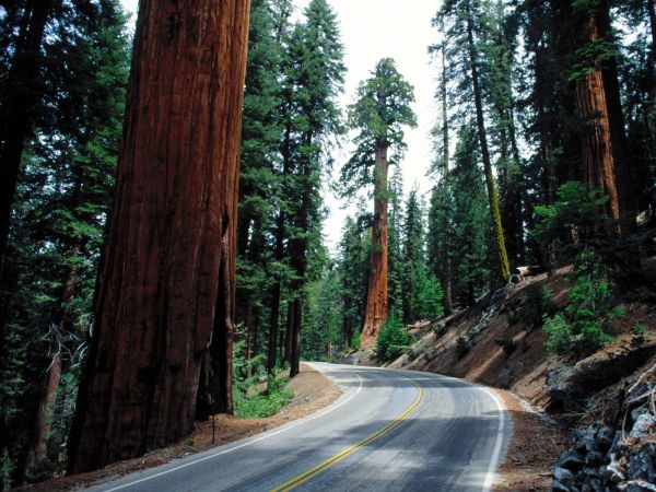 Redwood National Park