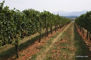 Virginia-wine-country