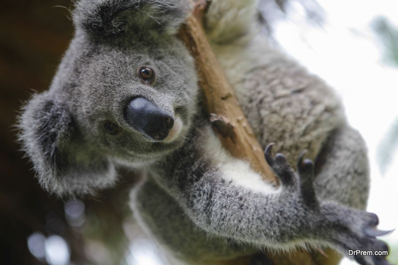 Australian Koala