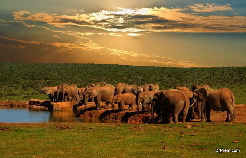 Addo National Park 