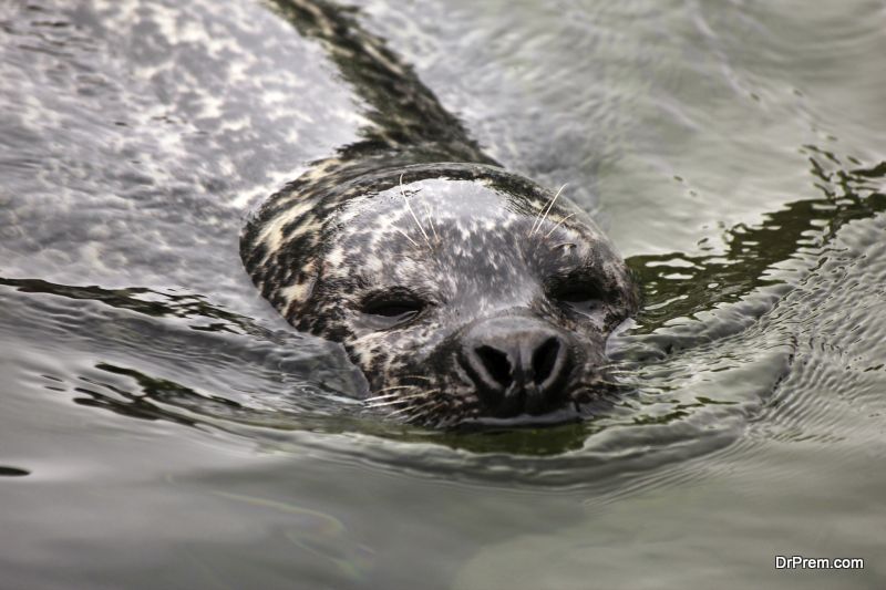  Copenhagen-Zoo