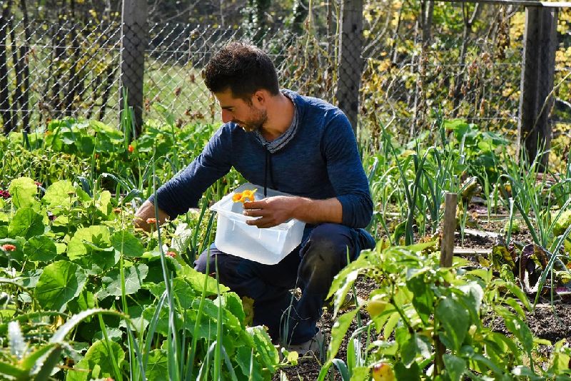 organic garden 