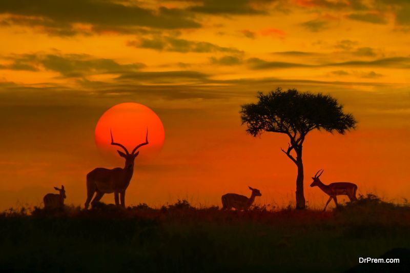  African-Safari-with-Family