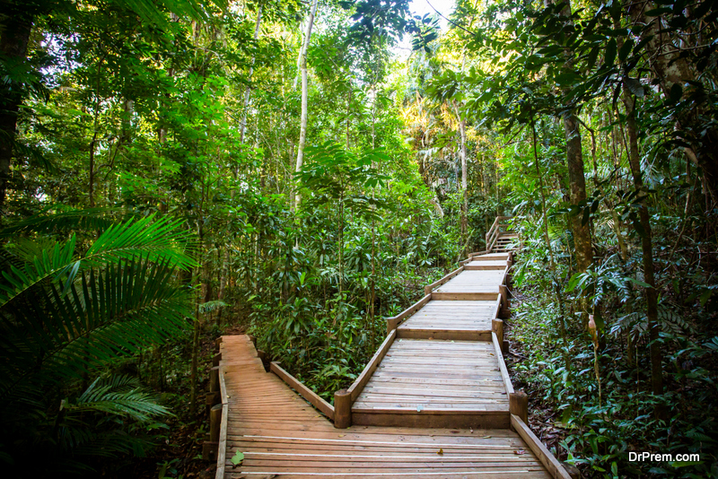 Dain tree Rainforest, Queensland