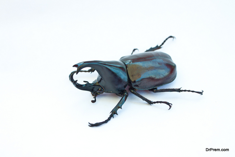 rhino beetle bug
