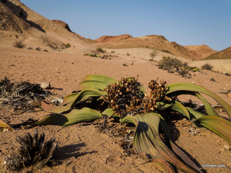 Namibia