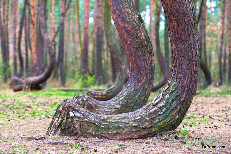 The-Crooked-Forest