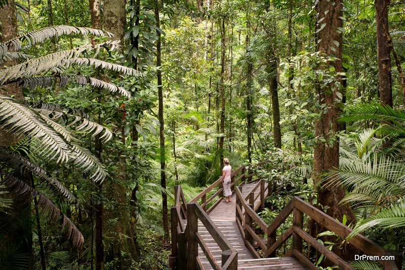 Daintree National Park