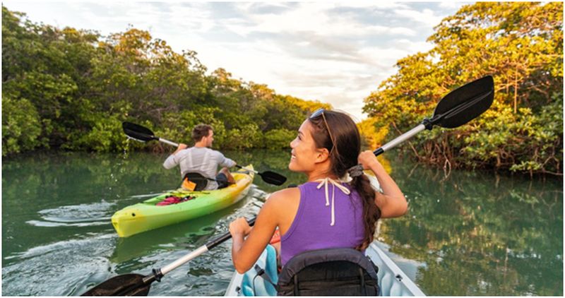 Kayaking in the Mangroves